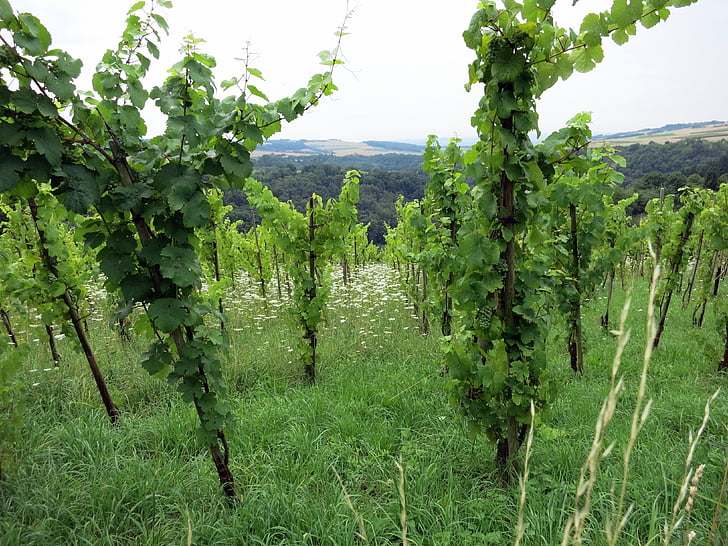 kebun anggur, hijau, anggur, winegrowing, anggur, pemandangan, winemaker