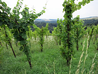 vineyards, green, wine, winegrowing, vine, landscape, winemaker