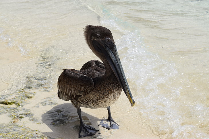 pelikāns, dzīvnieku, pludmale, savvaļā, daba