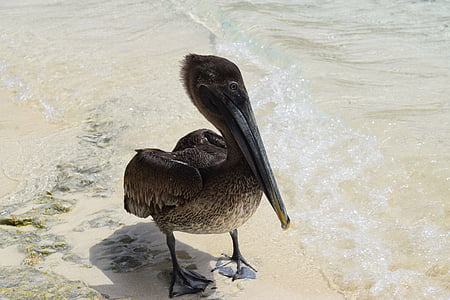 Pelikan, životinja, plaža, divlje, priroda