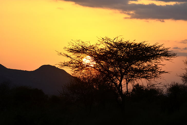 solnedgang, Øst, solen, Acacia, Afrika, Kenya, nasjonalpark