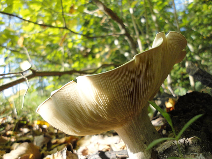 mushroom, nature, autumn, forest, forest mushroom, toxic, back light