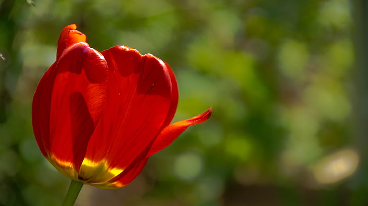 tulipani, sončen dan, list, cvetje, cvet, dan, svetlo