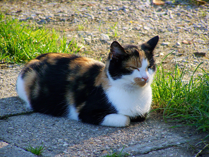 multicolored cat, pets, black white and brown, domestic Cat, animal, cute, outdoors
