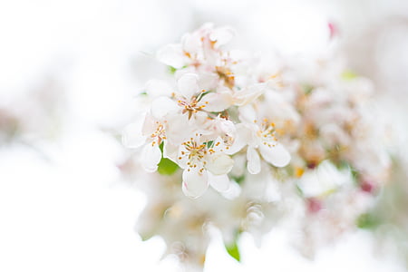 white, petaled, flowers, white flower, spring white, petals, flower