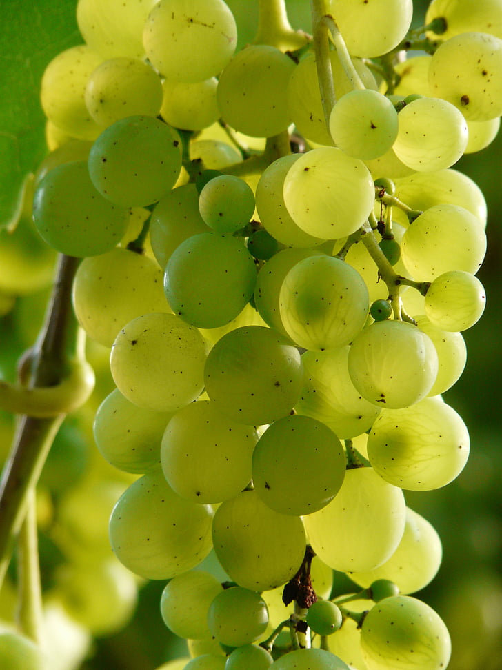 anggur, anggur, tanaman, perkebunan, winegrowing, hijau, buah