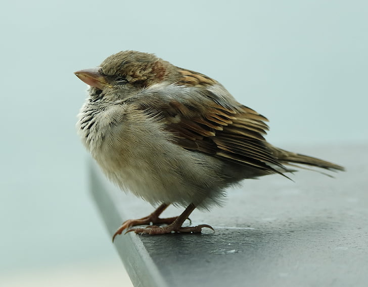 hewan, paruh, burung, bulu, berbulu, Sparrow, sayap