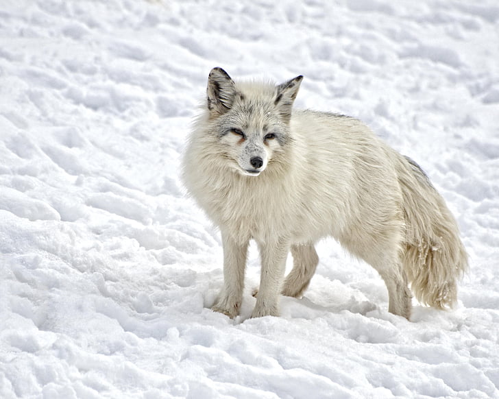Arctic fox, Mamalia, Fox, satwa liar, liar, alam, bulu