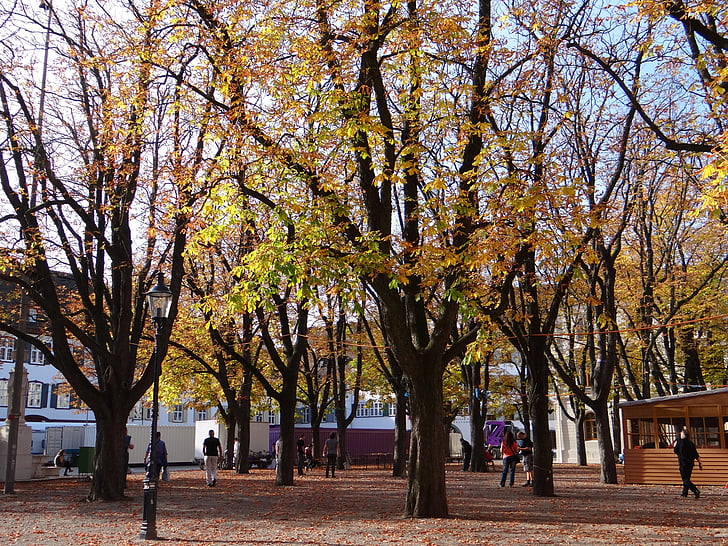 pohon musim gugur, daun, pohon, warna-warni, daun, daun musim gugur, berwarna