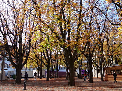 podzimní stromy, listy, stromy, barevné, list, na podzim listy, barevný