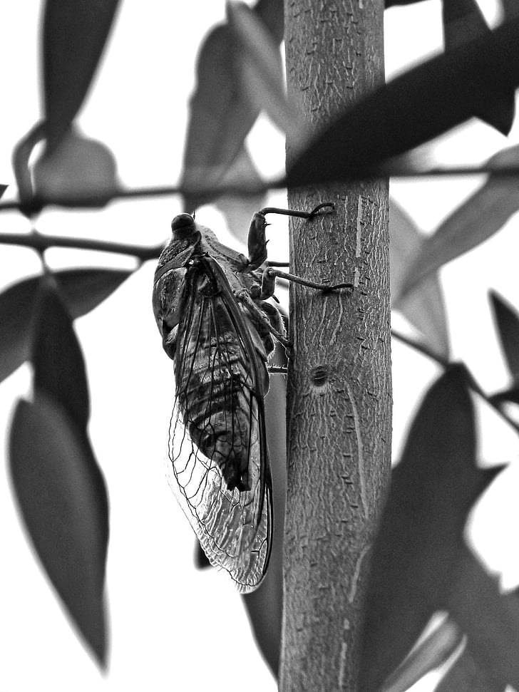 Cicada, kräftor, Olive, Vera, sommaren cri-cri, Jag cicádido, svart och vitt