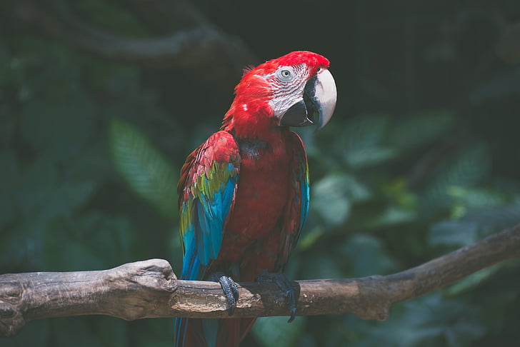 dzīvnieku, dzīvnieku fotografēšanai, putnu, putns, krāsains, krāsainiem, eksotiski