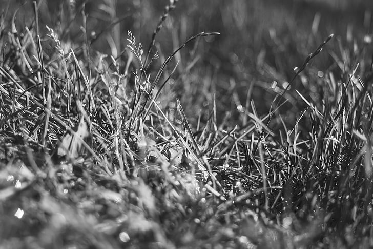 Grass, Graustufen, Fotografie, schwarz / weiß, Natur, keine Menschen, Wiese