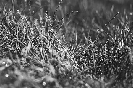 iarba, tonuri de gri, fotografie, alb-negru, natura, nici un popor, Lunca