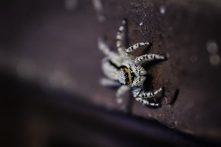 zviera, Pavoukovec, strašidelný, malý, makro, Spider, voľne žijúcich živočíchov