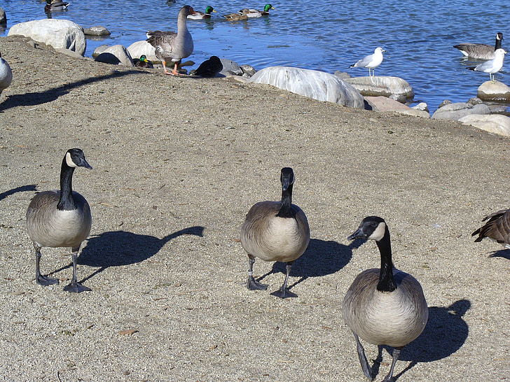 канадски гъски, миграция, езерото