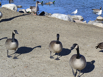 Канадские гуси, миграция, пруд