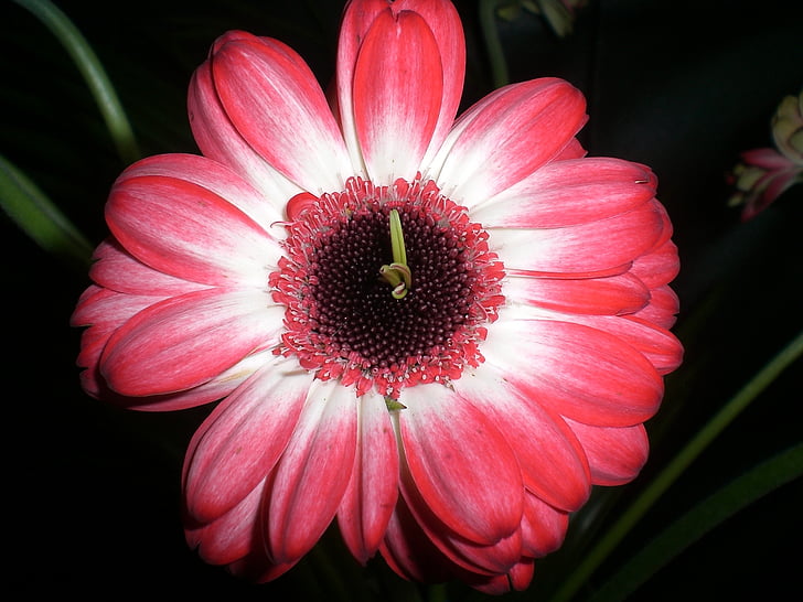 Gerbera, Blossom, nở hoa, màu đỏ, đóng, thực vật