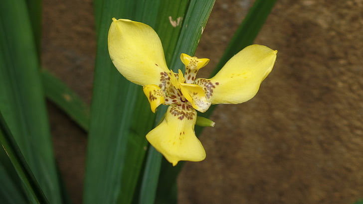amarelo, flor, jardim