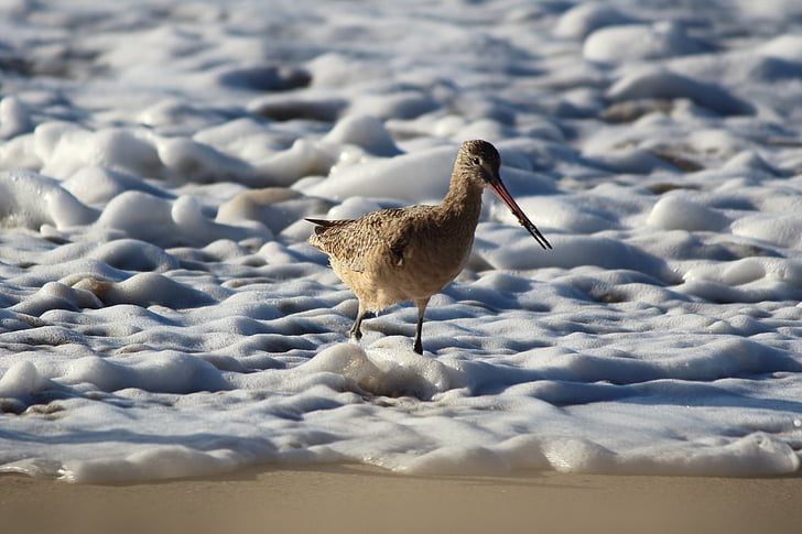 marbled godwit, bird, shorebird, beach, shore, coast, ocean
