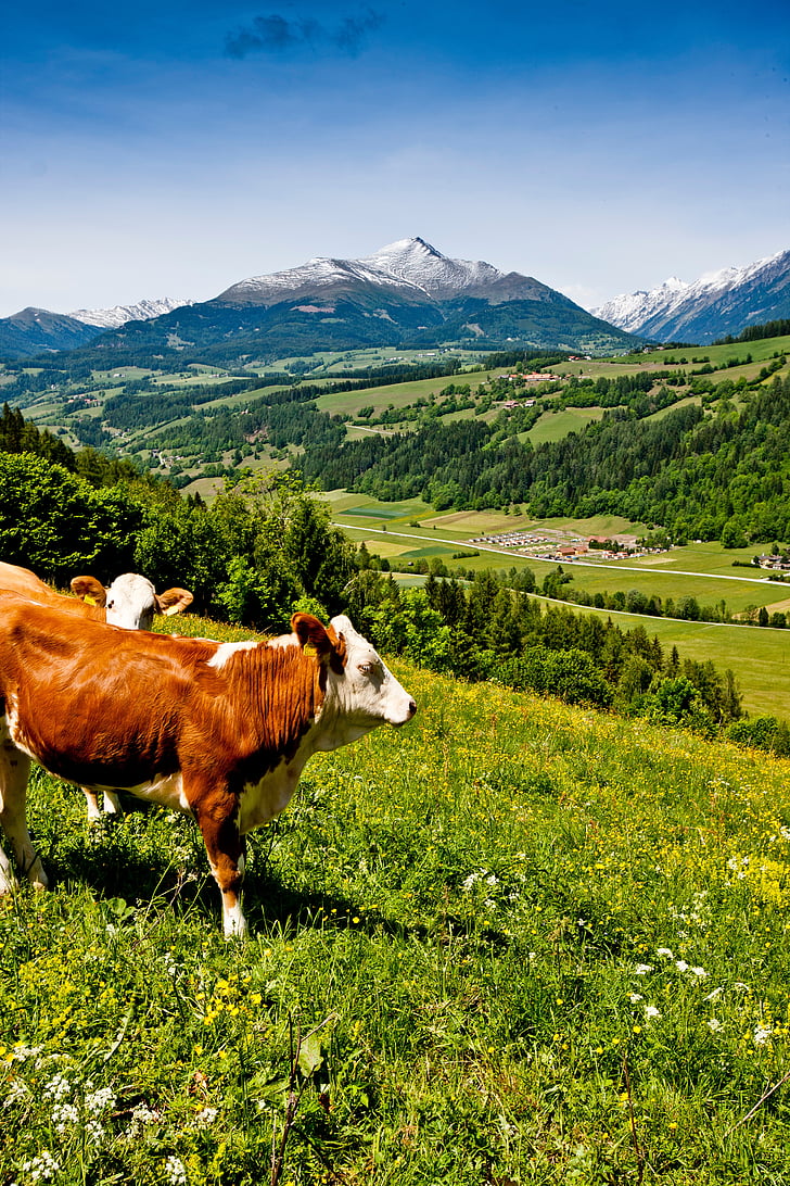 Cow, äng, Österrike, i bergen, landskap, naturen, djur