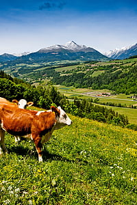 крава, ливада, Австрия, в планините, пейзаж, природата, животните
