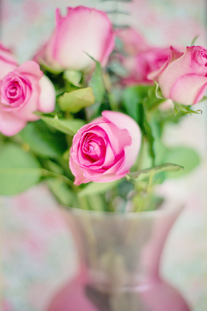 rosas rosadas, Rosas, flores, Romance, romántica, amor, San Valentín