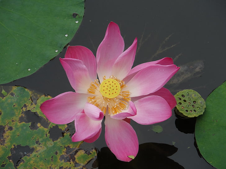 Lotus blomst, blomst, akvatiske plante, vannlilje, Thailand, rosa, gul