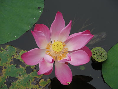 lótuszvirág, virág, vízi növény, tavirózsa, Thaiföld, rózsaszín, vízitök
