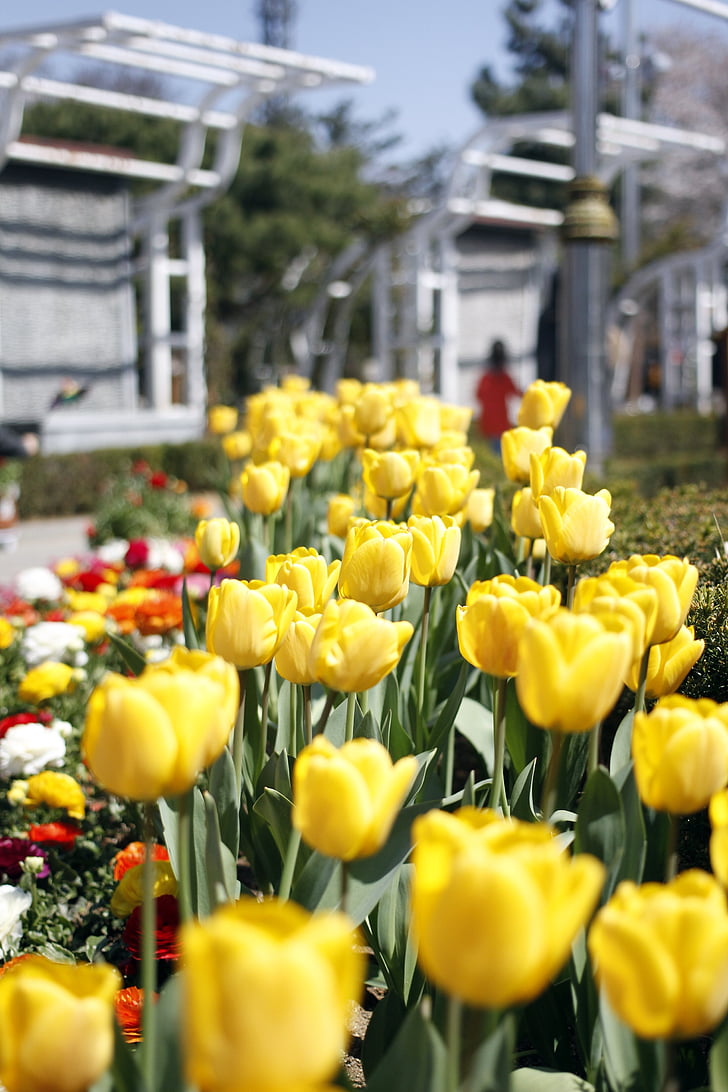 Tulip, blommor, våren, blommande trädgårdar, Lycklig, trädgård, Flower horn