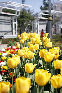 Tulip, flores, primavera, jardines de flores, feliz, jardín, Cuerno de la flor