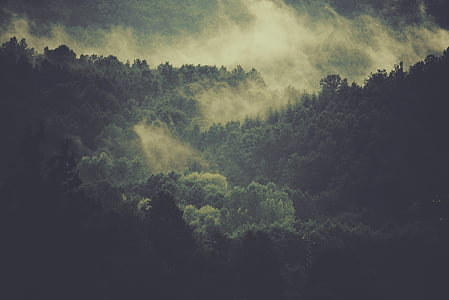 skov, træer, tåge, skyer, tåge, natur, miljø