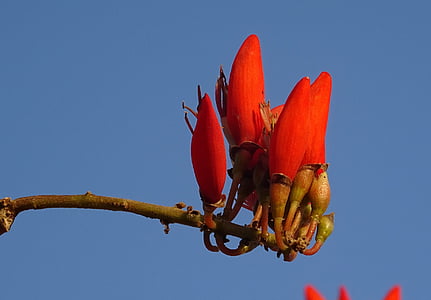 꽃, erythrina, 인도 산호 treee, 사순절의 나무, 호랑이 발톱, erythrina variegata, fabaceae
