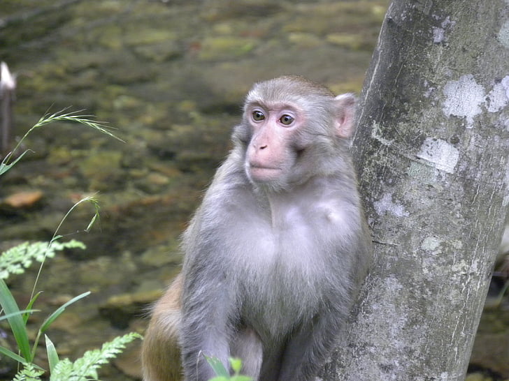 opica, Aziji, prosto živeče živali