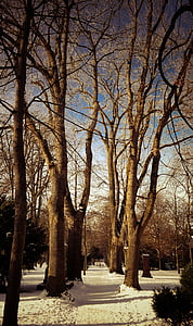 Cementerio, Ulm, árbol, distancia, sendero, viejo cementerio, Avenida