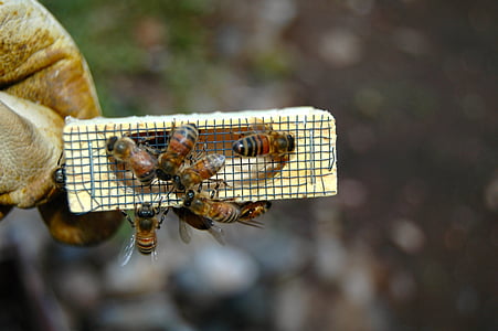 bijen, Koningin kooi, bijenteelt, imker, werknemer