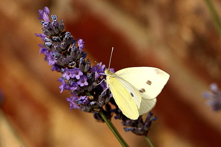 butterfly, white, insect, butterfly - Insect, nature, animal Wing, animal