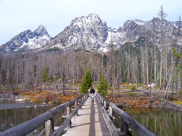 Grand teton national park, Wyoming, híd, fa, őszi, ősz, hegyek