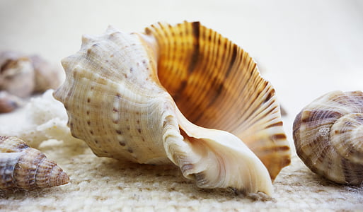 Shell, kestad, loodus, Kaunis, Ilu, Seashell, Sea