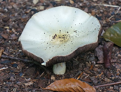Pilz, Agaricus, Pilze, Tennessee, Anlage, Natur, Sommer