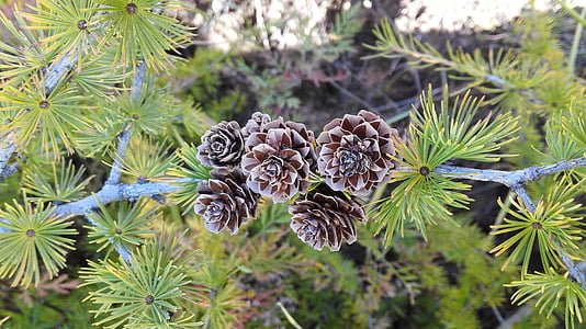 arbre de pin, cône du pin, Namdaemun, automne