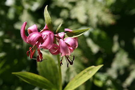martagon lily, Taman Nasional, Berchtesgaden, Turk topi lily, Steinernes meer, funtensee, konservasi alam