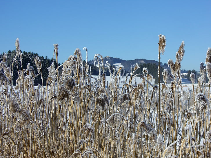 inverno, panorama alpino, Lago, Reed, maturi, hoarfrost, freddo