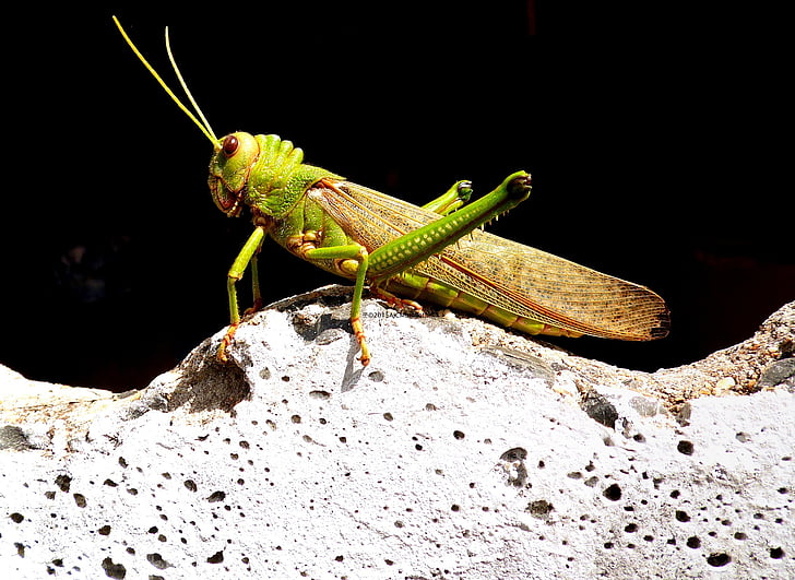 grasshopper, insect, nature, arthropod, macro