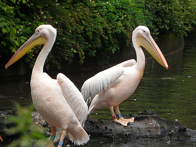 Pink pelican, Pelikan, merah muda, burung, hewan, burung, bercincin