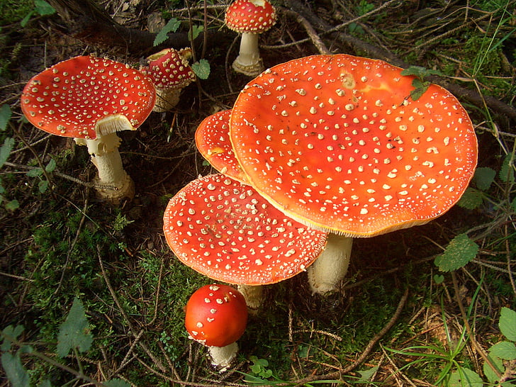 mushrooms, fly agaric, forest, toxic, red fly agaric mushroom, moss fliegenpilz, forest mushroom