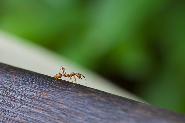 ant, 昆虫, 自然, 節足動物
