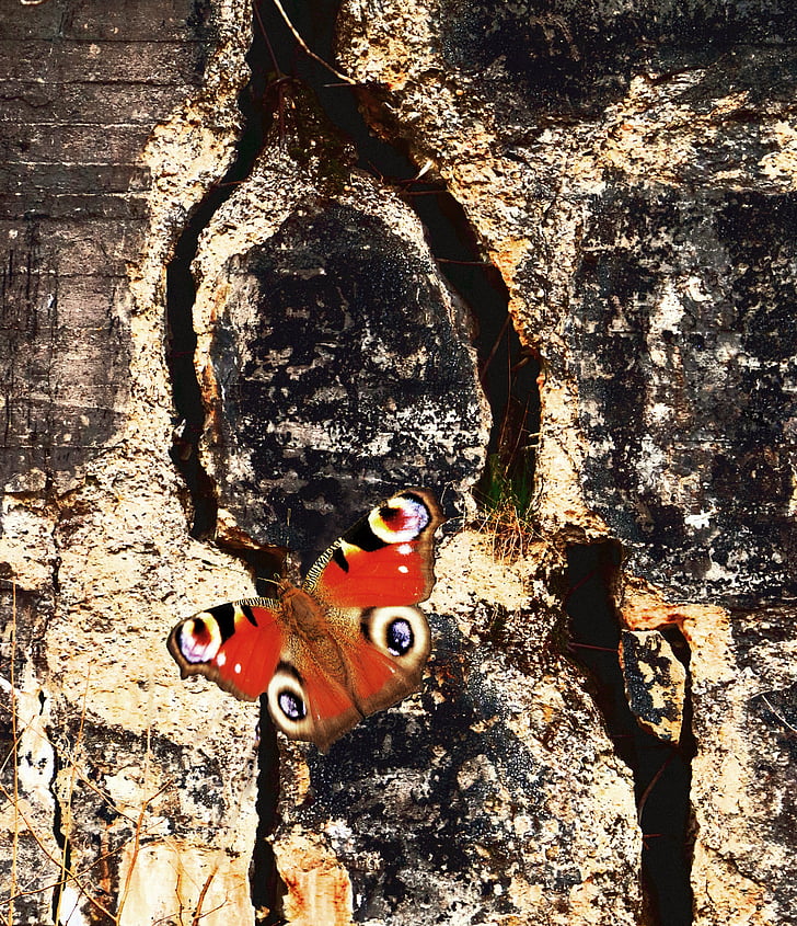 bướm, Peacock, côn trùng, đóng, bức tường, crack