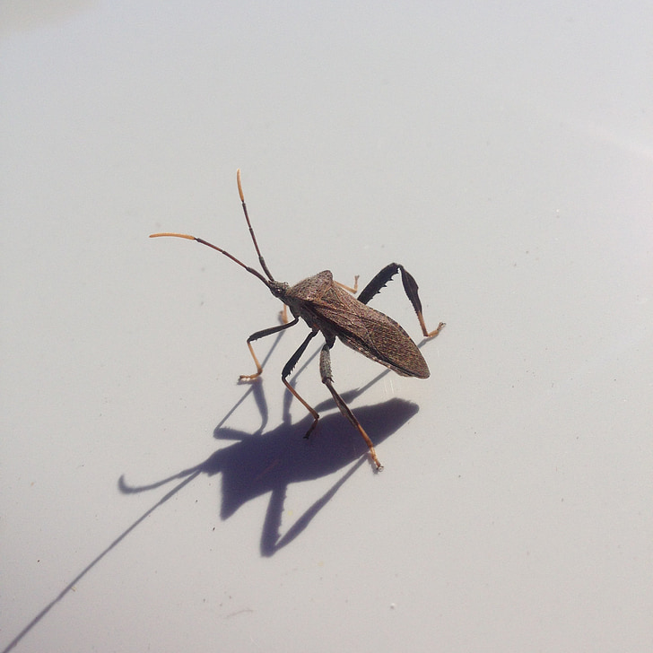 Bug, Besouro, Alien, inseto, antena