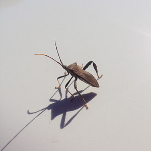 bug, hrošč, tujec, insektov, antene
